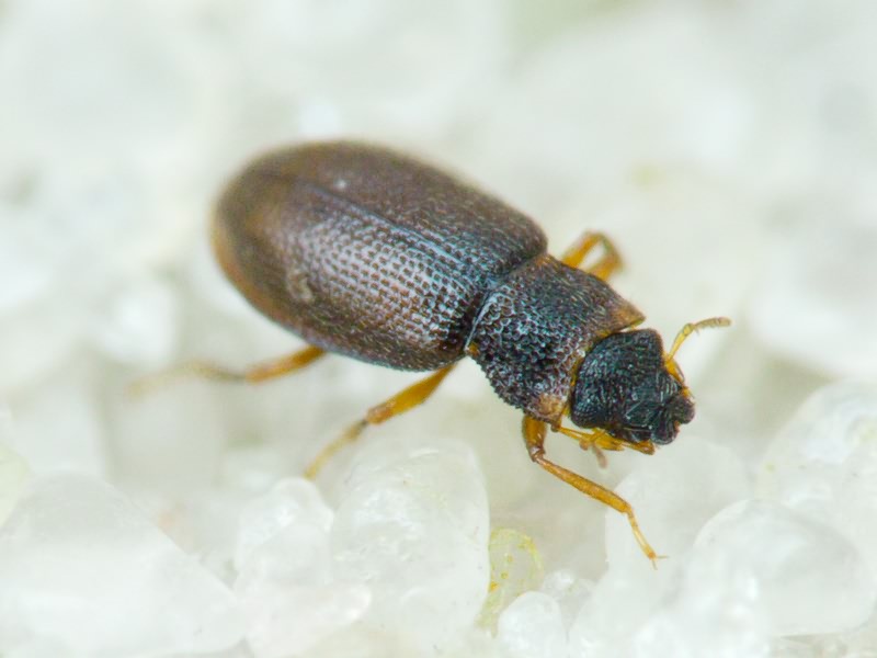 Hydraenidae Mulsant, 1844